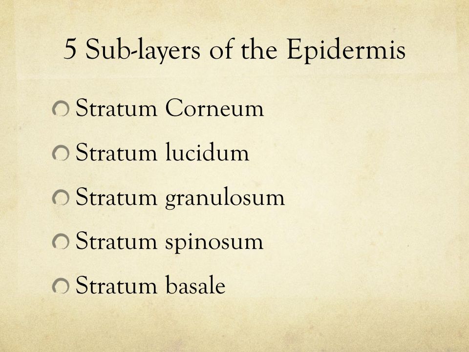 5 Sub-layers of the Epidermis Stratum Corneum Stratum lucidum Stratum granulosum Stratum spinosum Stratum basale