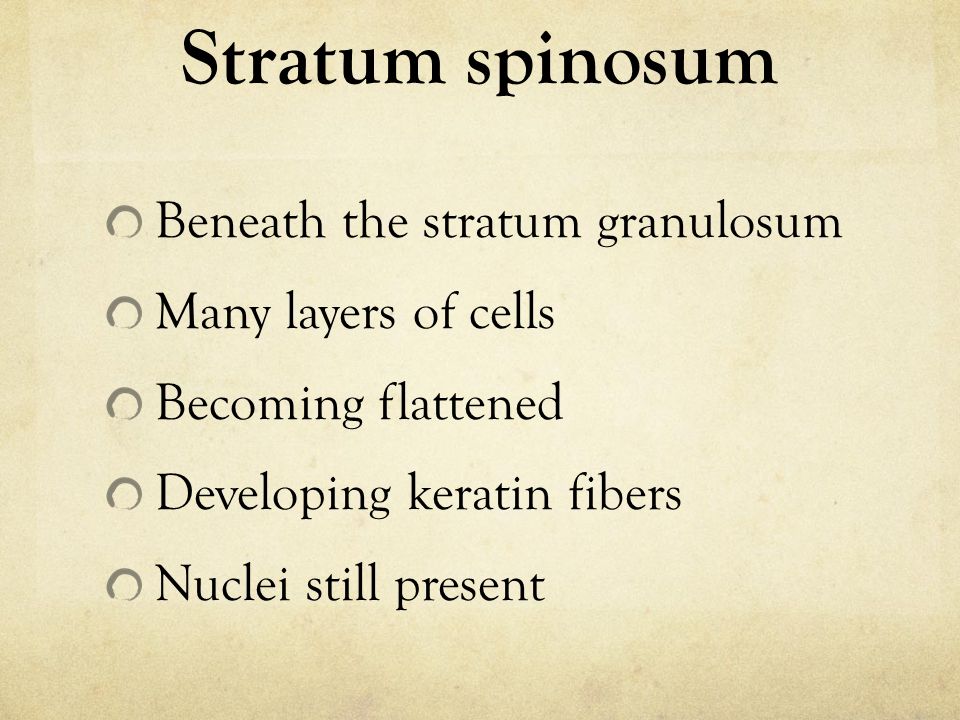 Stratum spinosum Beneath the stratum granulosum Many layers of cells Becoming flattened Developing keratin fibers Nuclei still present