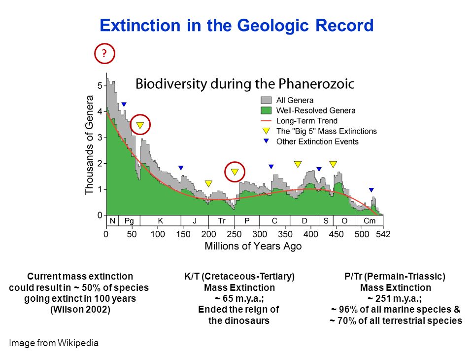 Image from Wikipedia K/T (Cretaceous-Tertiary) Mass Extinction ~ 65 m.y.a.; Ended the reign of the dinosaurs P/Tr (Permain-Triassic) Mass Extinction ~ 251 m.y.a.; ~ 96% of all marine species & ~ 70% of all terrestrial species Current mass extinction could result in ~ 50% of species going extinct in 100 years (Wilson 2002) .