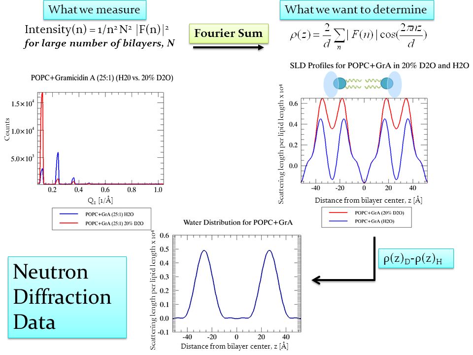 Goal Prepare Model Oriented Lipid Bilayers With Incorporated Membrane Proteins To Be Studied With X Ray And Neutron Diffraction Part I Study Lipid Ppt Download