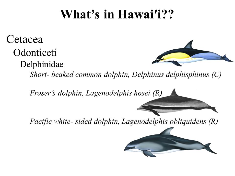 Mifune Dolphins vs. Nijigaoka Beetles, Major Wiki