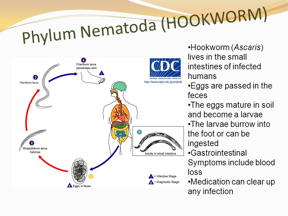 Phylum Nematoda (HOOKWORM) Hookworm (Ascaris) lives in the small intestines of infected humans Eggs are passed in the feces The eggs mature in soil and become a larvae The larvae burrow into the foot or can be ingested Gastrointestinal Symptoms include blood loss Medication can clear up any infection