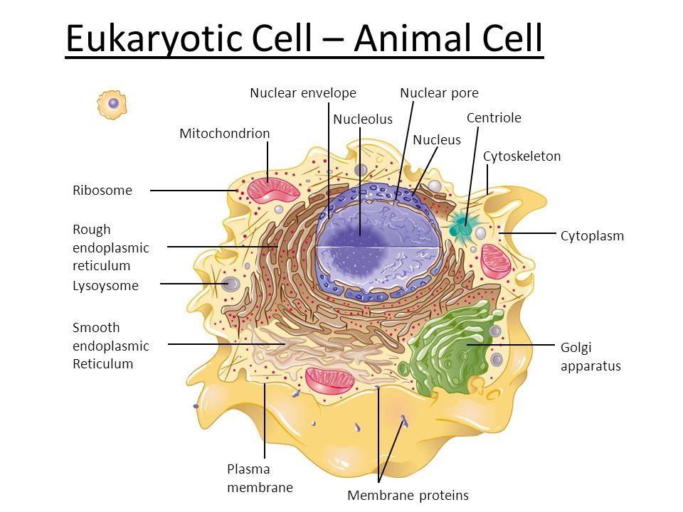 What Is A Living Cell Discovery Of Cells Robert Hooke Observed The Cells Inside A Piece Of Cork With A Very Primitive Microscope Ppt Download