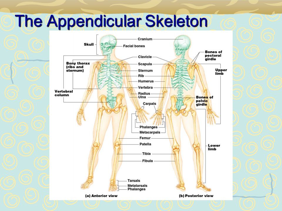 chapter 5 the skeletal system appendicular skeleton ppt download