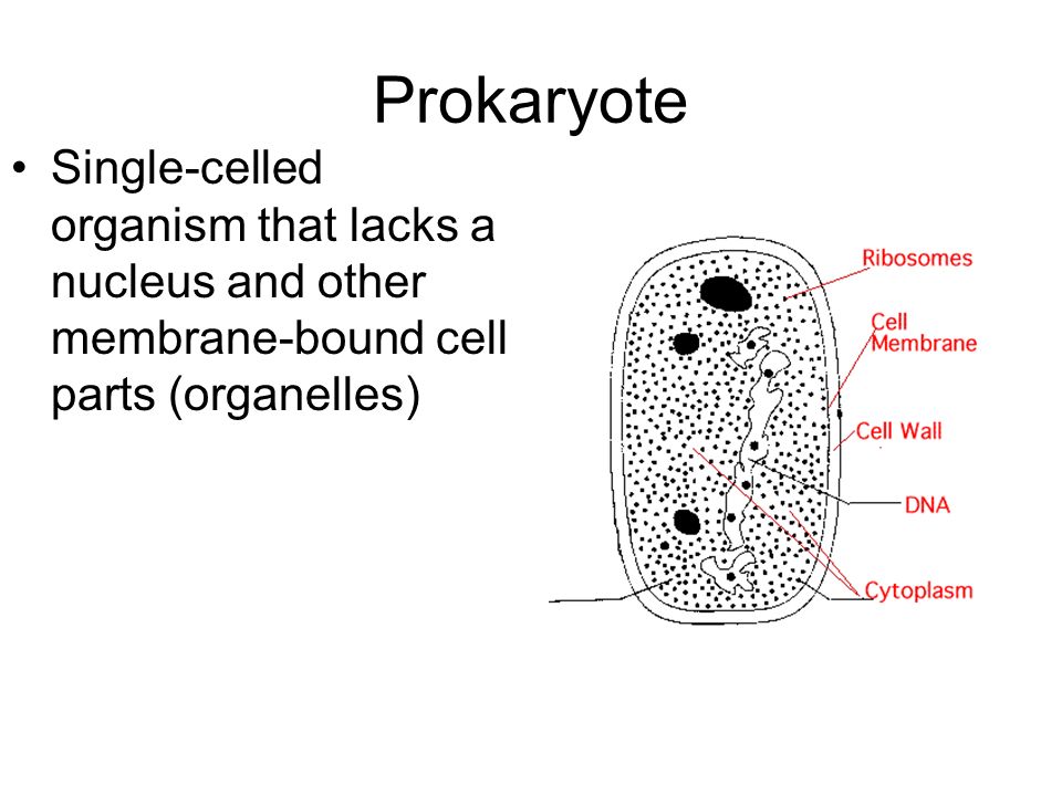 Celled are prokaryotes all organisms single how are