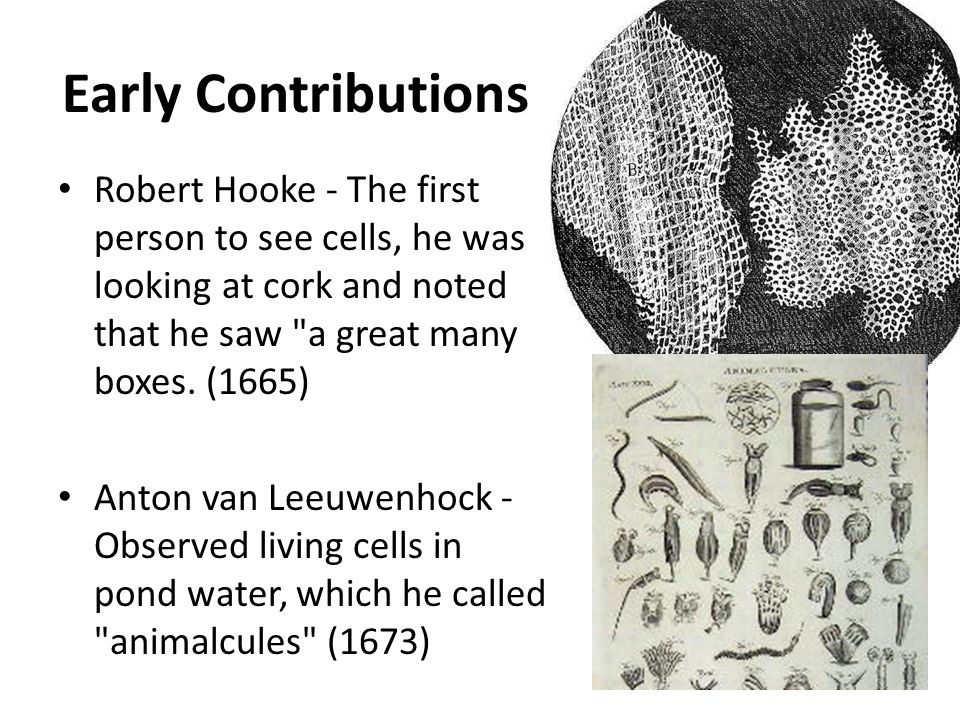 robert hooke cell contribution