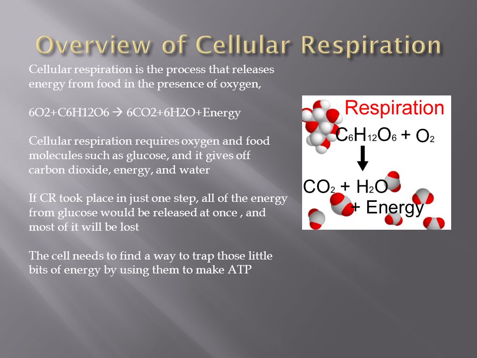 Cellular respiration is the process that releases energy from food in the presence of oxygen, 6O2+C6H12O6  6CO2+6H2O+Energy Cellular respiration requires oxygen and food molecules such as glucose, and it gives off carbon dioxide, energy, and water If CR took place in just one step, all of the energy from glucose would be released at once, and most of it will be lost The cell needs to find a way to trap those little bits of energy by using them to make ATP