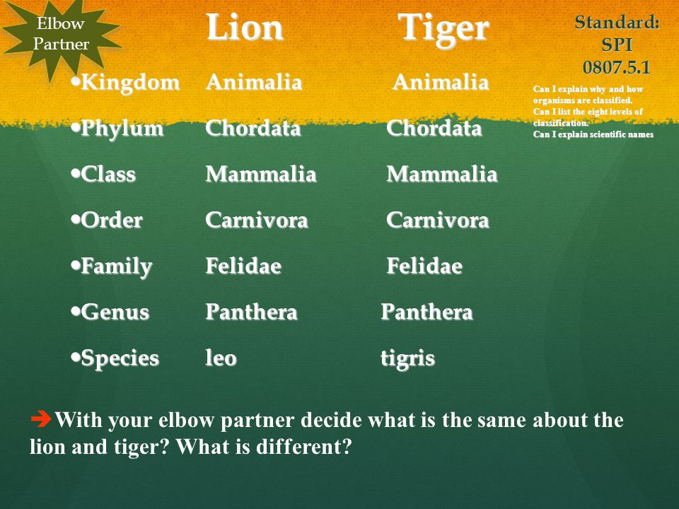 Lion Classification Chart