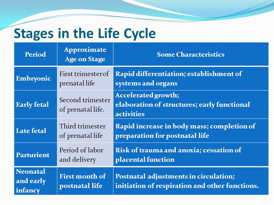 Stages in the Life Cycle Period Approximate Age on Stage Some Characteristics Embryonic First trimester of prenatal life Rapid differentiation; establishment of systems and organs Early fetal Second trimester of prenatal life.