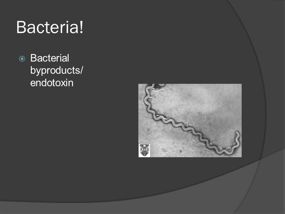 Bacteria!  Bacterial byproducts/ endotoxin