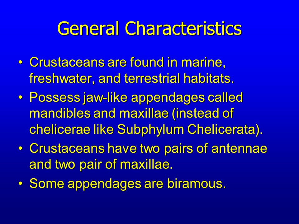 crustaceans characteristics