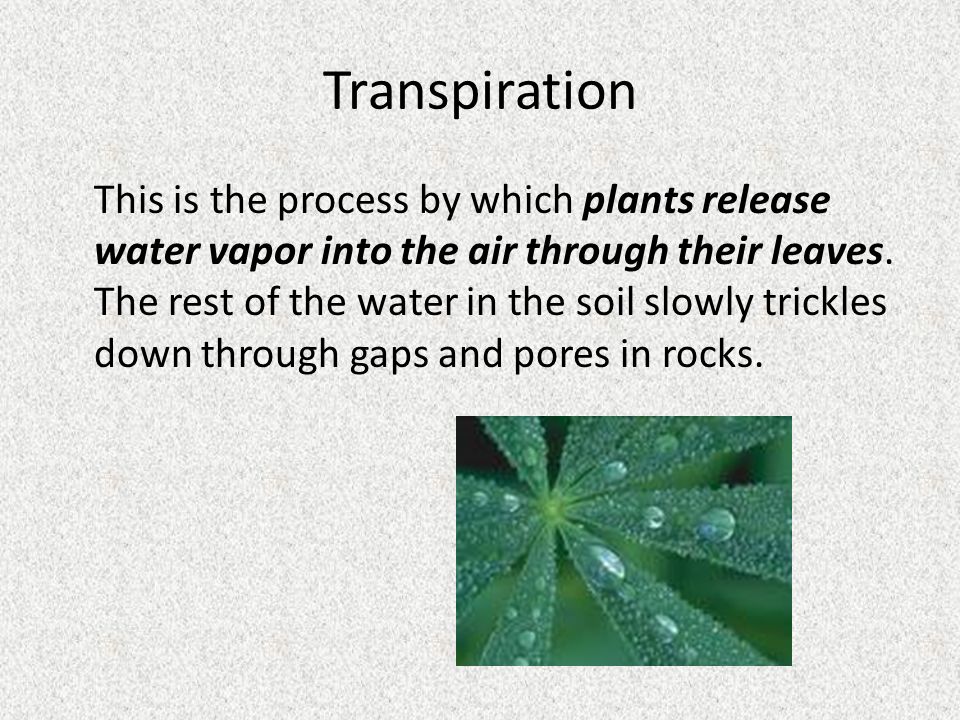 Transpiration This is the process by which plants release water vapor into the air through their leaves.