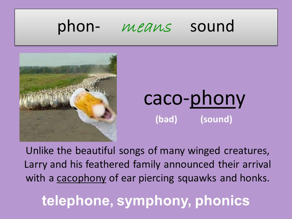 phon- means sound caco-phony (bad) (sound) Unlike the beautiful songs of many winged creatures, Larry and his feathered family announced their arrival with a cacophony of ear piercing squawks and honks.