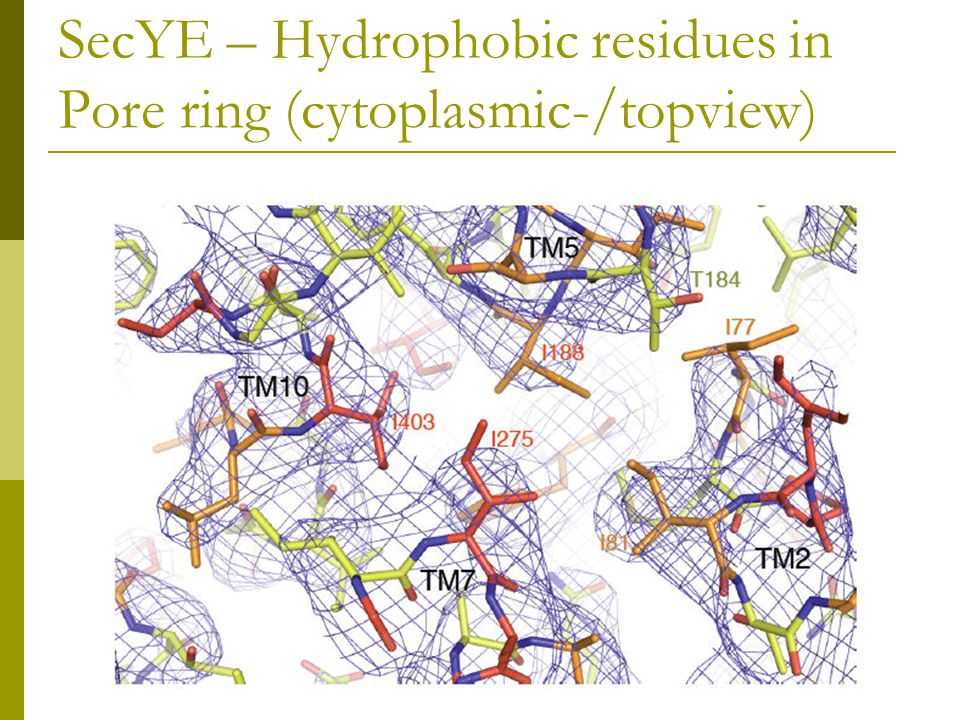 SecYE – Hydrophobic residues in Pore ring (cytoplasmic-/topview)