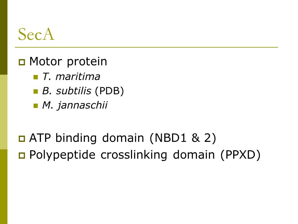 SecA  Motor protein T. maritima B. subtilis (PDB) M.