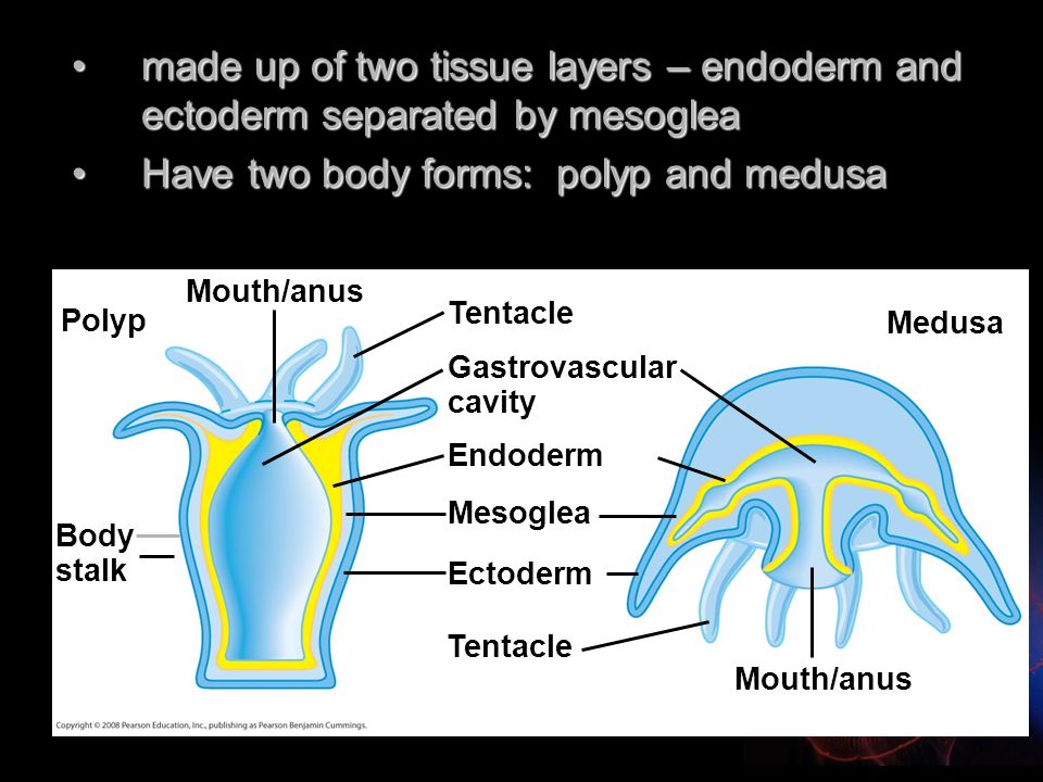 tissue layers of hydra tissue layers of hydra