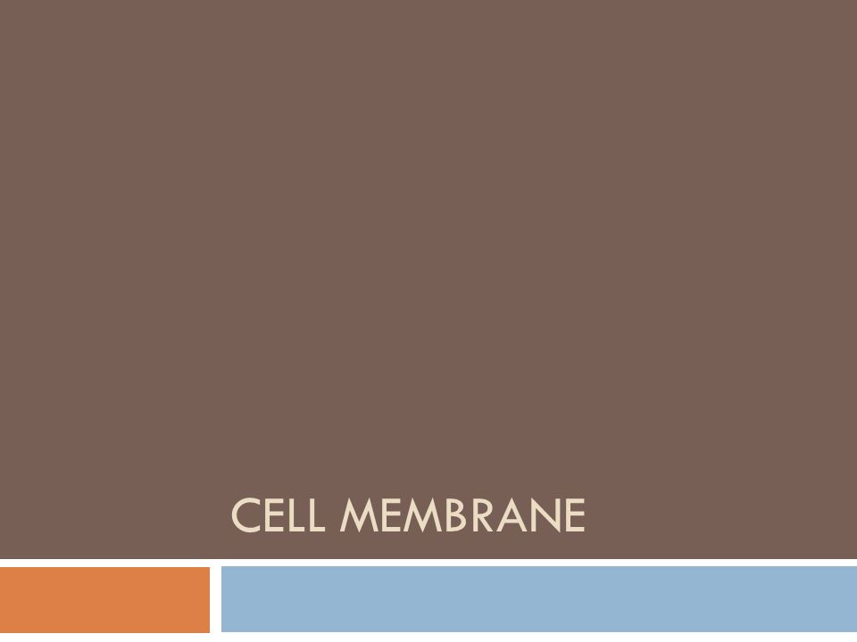 CELL MEMBRANE. How is the environment connected to the Cells? Video ...