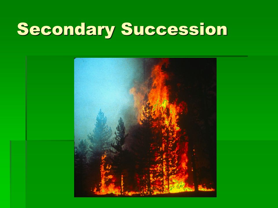 Secondary Succession