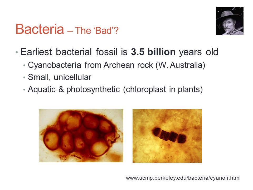 www ucmp berkeley edu bacteria bacterialh html