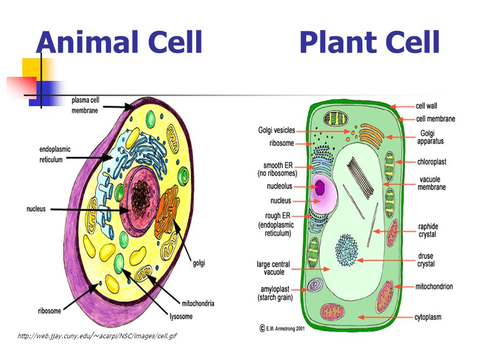 Do Now List and define all the life functions. Cell Structures, Functions  and Transport Objectives: 1. Explain cell theory. 2. Compare /contrast  Prokaryotic. - ppt download