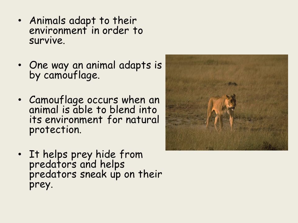 Animal Adaptations: Camouflage. Animals adapt to their environment in order  to survive. One way an animal adapts is by camouflage. Camouflage occurs  when. - ppt download