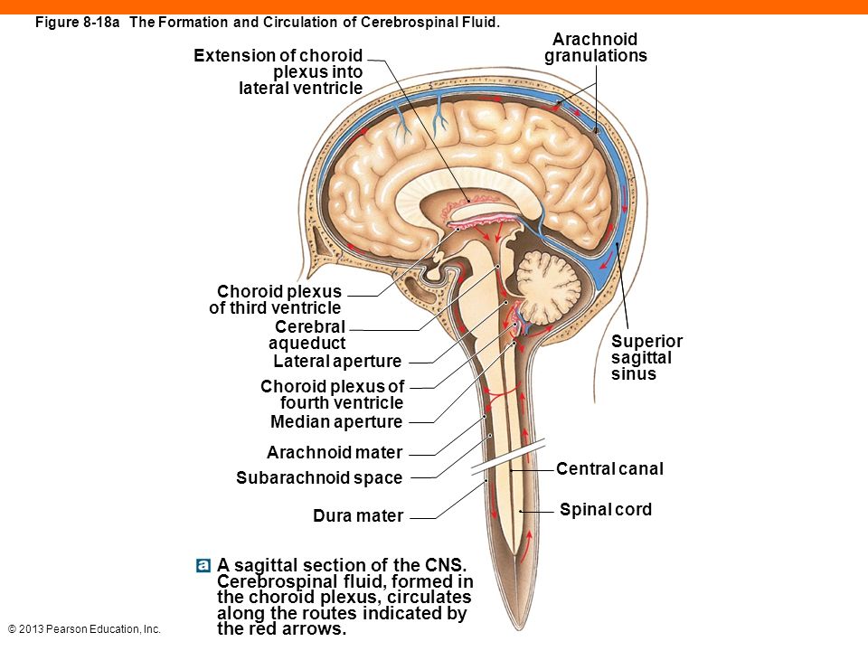 Brain 8 1. Circulation of the cerebrospinal Fluid.