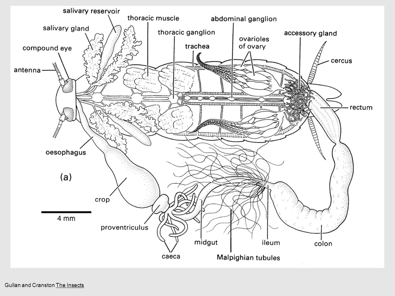 Insects Brian O’Meara EEB464 Fall 2015 Gullan and Cranston The Insects ...