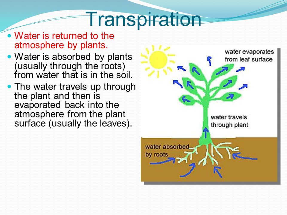 Transpiration Water is returned to the atmosphere by plants.