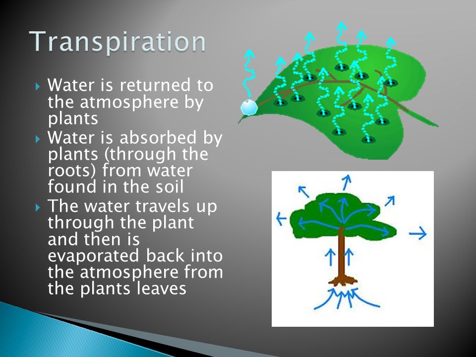  Water is returned to the atmosphere by plants  Water is absorbed by plants (through the roots) from water found in the soil  The water travels up through the plant and then is evaporated back into the atmosphere from the plants leaves