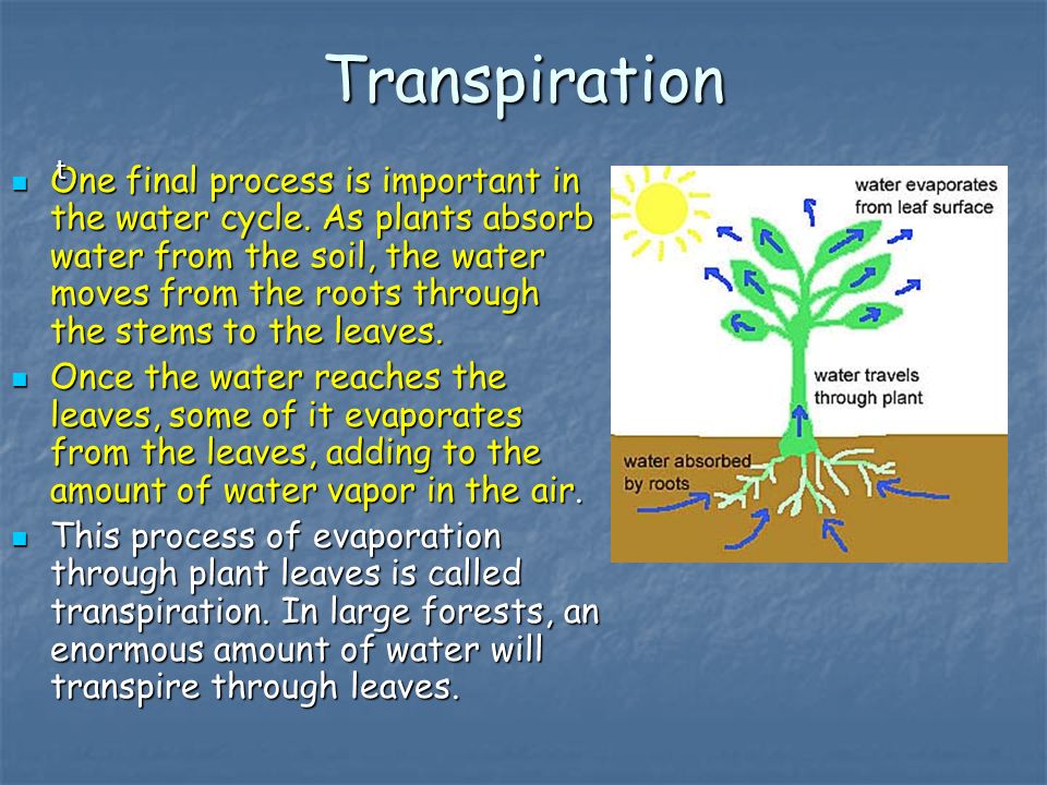 Transpiration One final process is important in the water cycle.