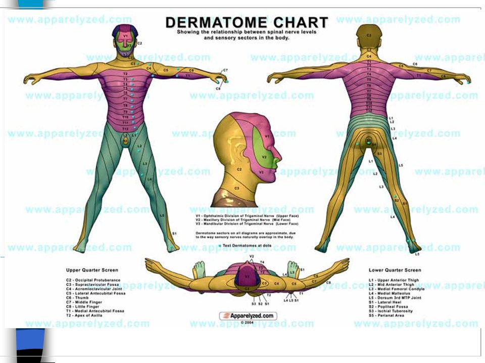 Printable Dermatome Chart