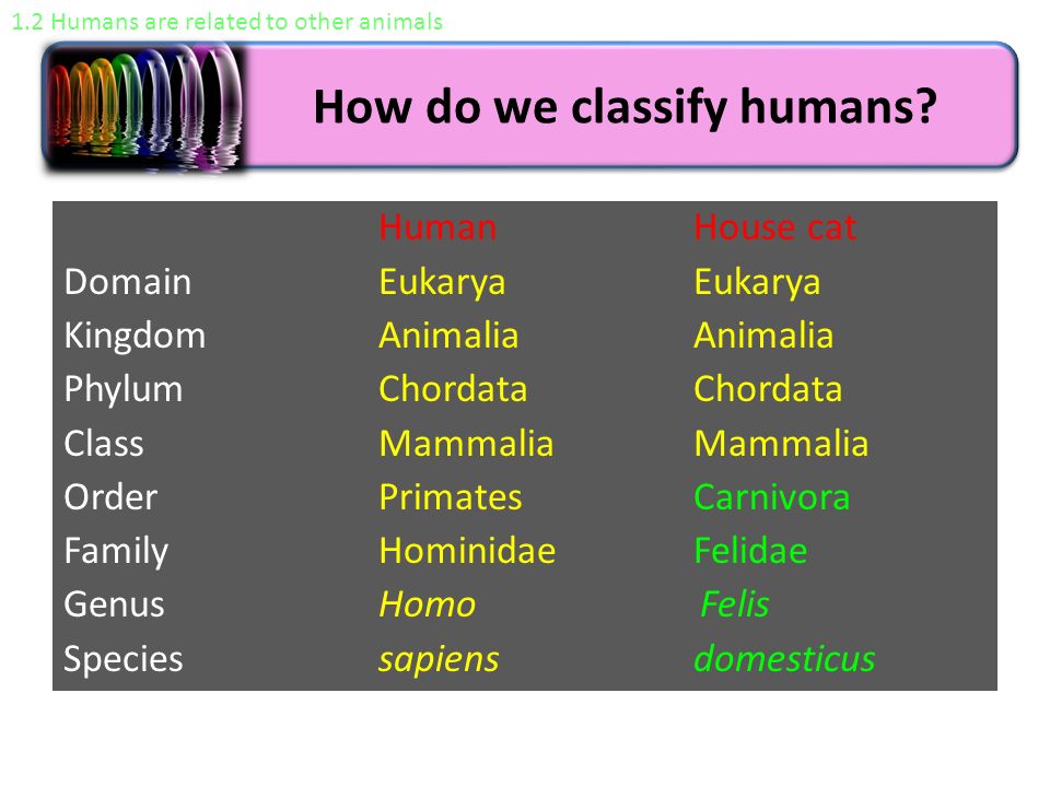 How do we classify humans.