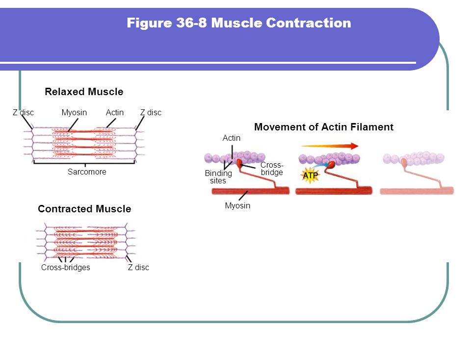 Relaxed Muscle Contracted Muscle Z discMyosinActinZ disc Sarcomore Cross-bridgesZ disc Movement of Actin Filament Actin Binding sites Cross- bridge Myosin Figure 36-8 Muscle Contraction