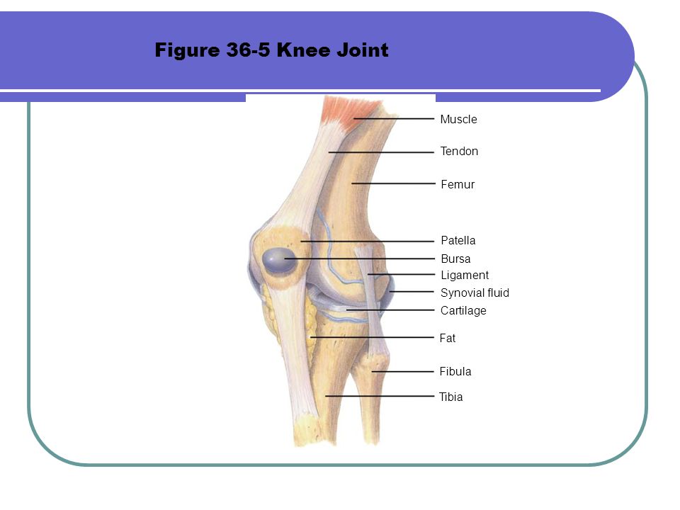 Muscle Tendon Femur Patella Bursa Ligament Synovial fluid Cartilage Fat Fibula Tibia Figure 36-5 Knee Joint
