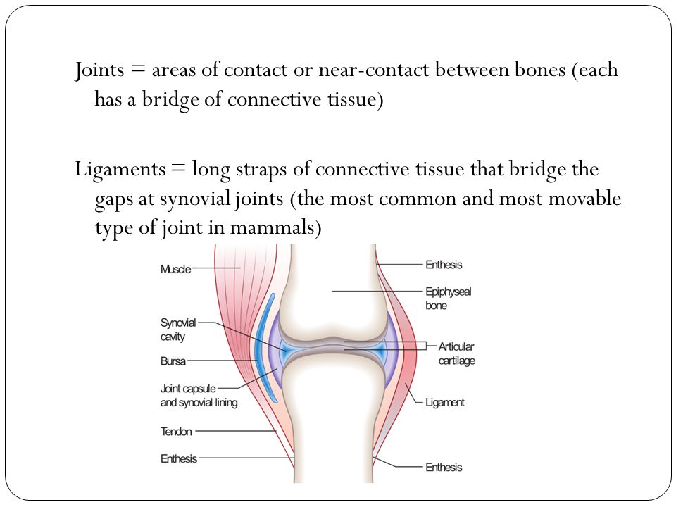 Joints = areas of contact or near-contact between bones (each has a bridge of connective tissue) Ligaments = long straps of connective tissue that bridge the gaps at synovial joints (the most common and most movable type of joint in mammals)