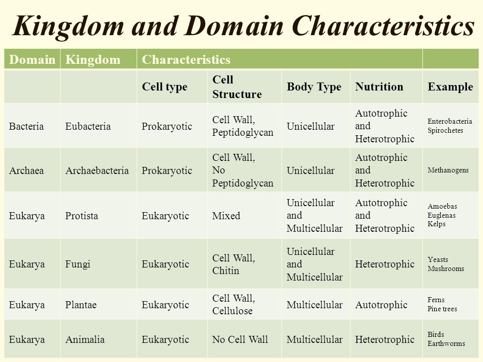 Domain And Kingdom Characteristics Chart