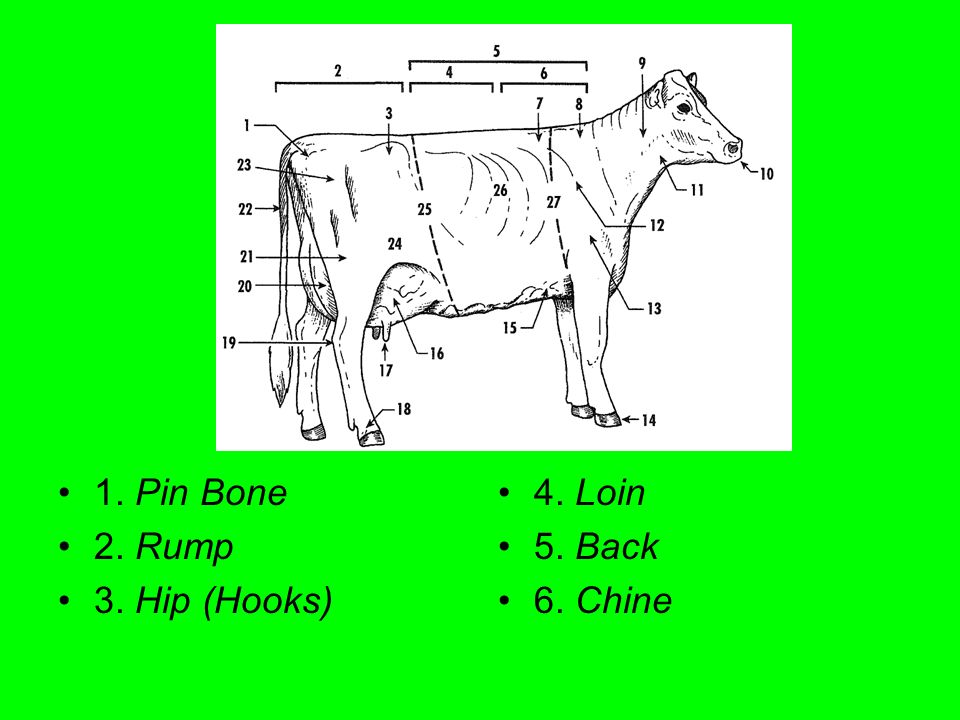 Dairy Cattle Parts. 1.______ 2.______ 3.______ 4.______ 5.______ 6.______.  - ppt download
