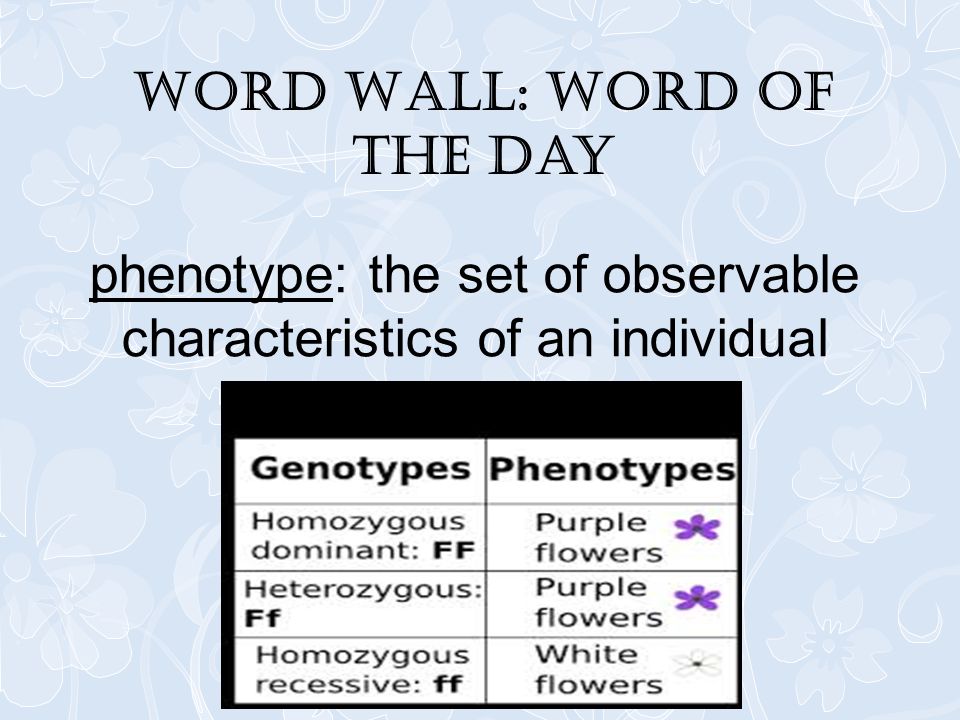 Word Wall: Word of the Day phenotype: the set of observable characteristics of an individual