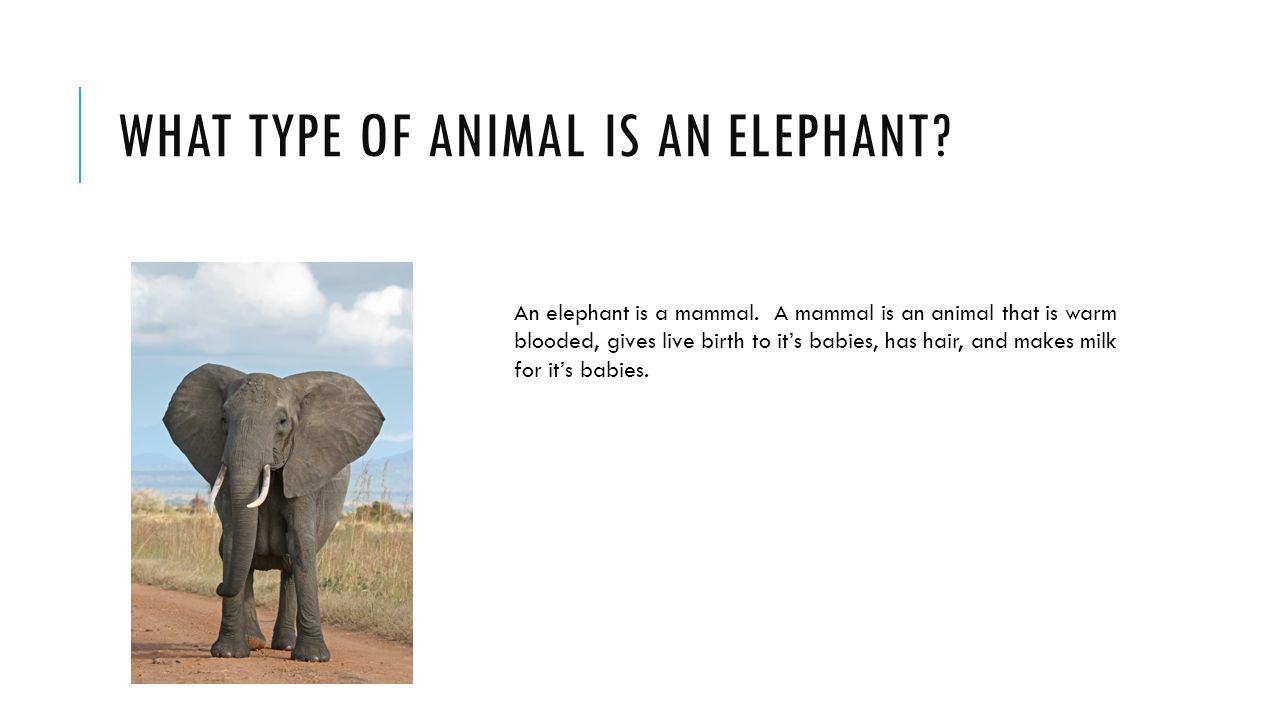 ELEPHANTS By Demi Varney. WHAT TYPE OF ANIMAL IS AN ELEPHANT? An elephant  is a mammal. A mammal is an animal that is warm blooded, gives live birth  to. - ppt download