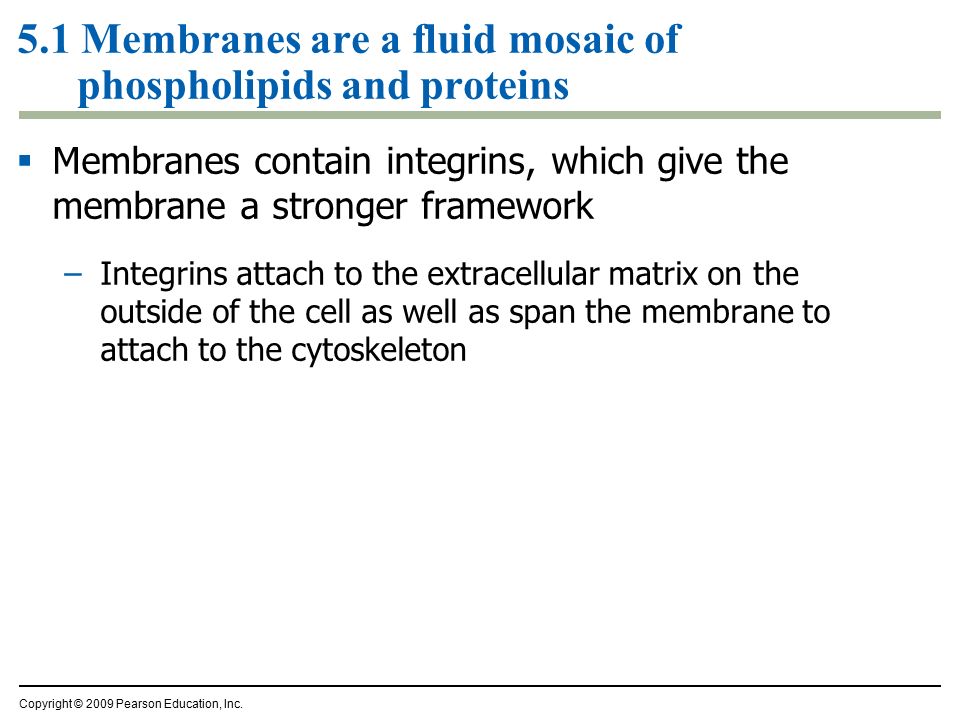 5.1 Membranes are a fluid mosaic of phospholipids and proteins  Membranes contain integrins, which give the membrane a stronger framework –Integrins attach to the extracellular matrix on the outside of the cell as well as span the membrane to attach to the cytoskeleton Copyright © 2009 Pearson Education, Inc.