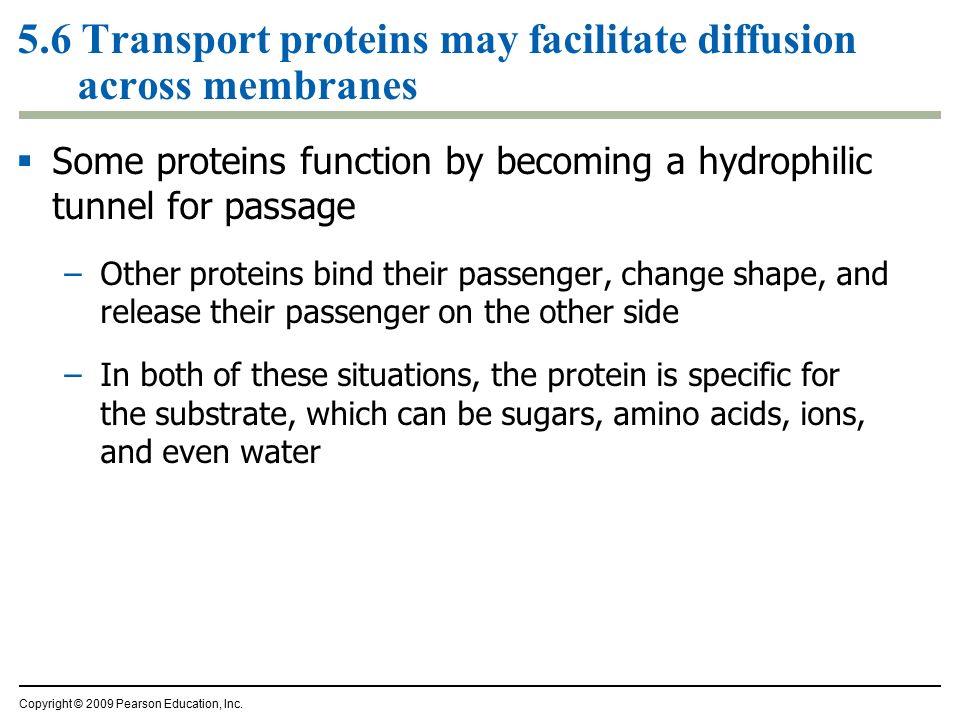 5.6 Transport proteins may facilitate diffusion across membranes  Some proteins function by becoming a hydrophilic tunnel for passage –Other proteins bind their passenger, change shape, and release their passenger on the other side –In both of these situations, the protein is specific for the substrate, which can be sugars, amino acids, ions, and even water Copyright © 2009 Pearson Education, Inc.