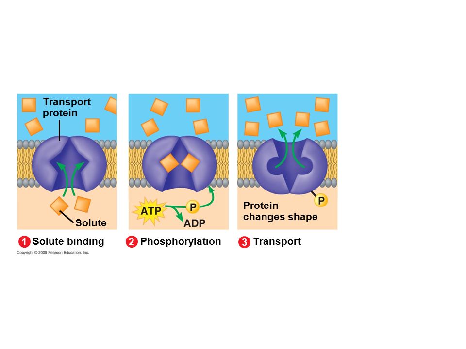 Transport protein Solute Solute binding 1 Phosphorylation 2 Transport 3 Protein changes shape