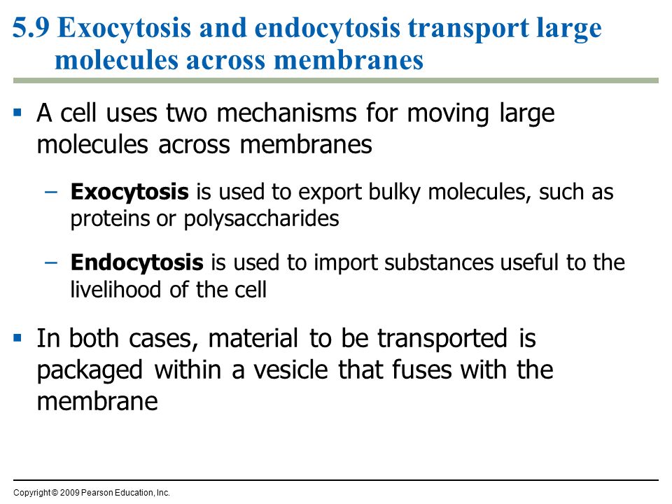 5.9 Exocytosis and endocytosis transport large molecules across membranes  A cell uses two mechanisms for moving large molecules across membranes –Exocytosis is used to export bulky molecules, such as proteins or polysaccharides –Endocytosis is used to import substances useful to the livelihood of the cell  In both cases, material to be transported is packaged within a vesicle that fuses with the membrane Copyright © 2009 Pearson Education, Inc.