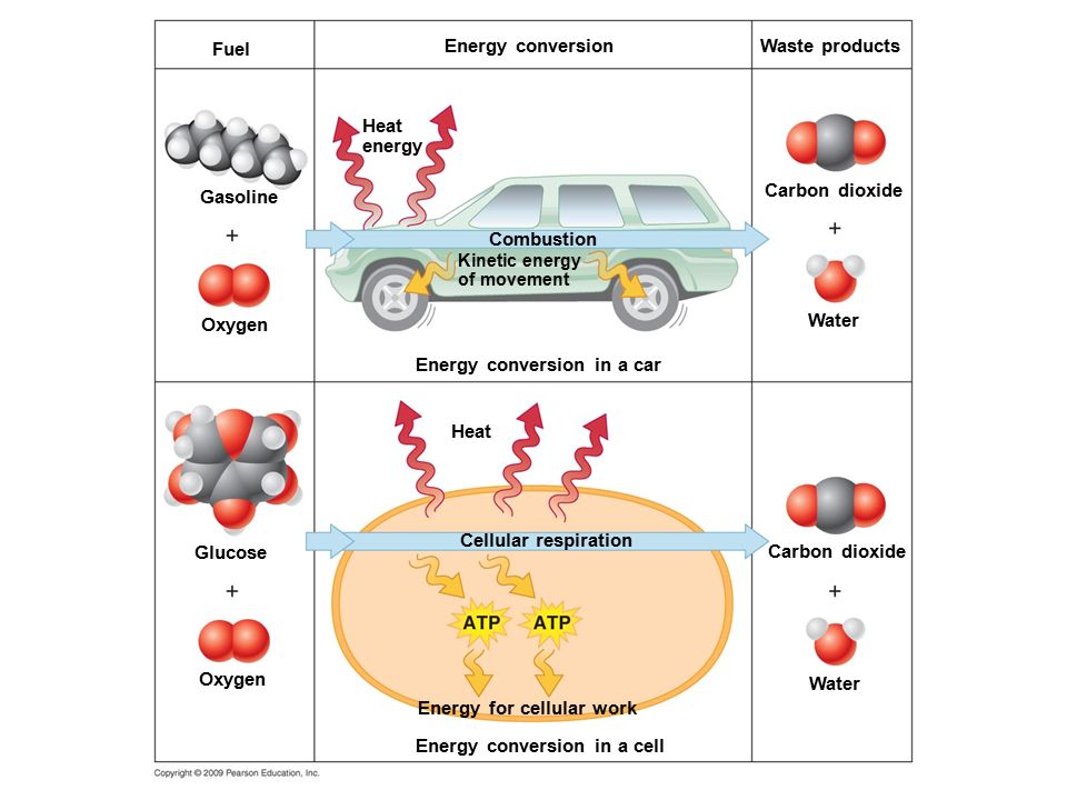 Fuel Gasoline Energy conversion in a cell Energy for cellular work Cellular respiration Waste productsEnergy conversion Combustion Energy conversion in a car Oxygen Heat Glucose Oxygen Water Carbon dioxide Water Carbon dioxide Kinetic energy of movement Heat energy