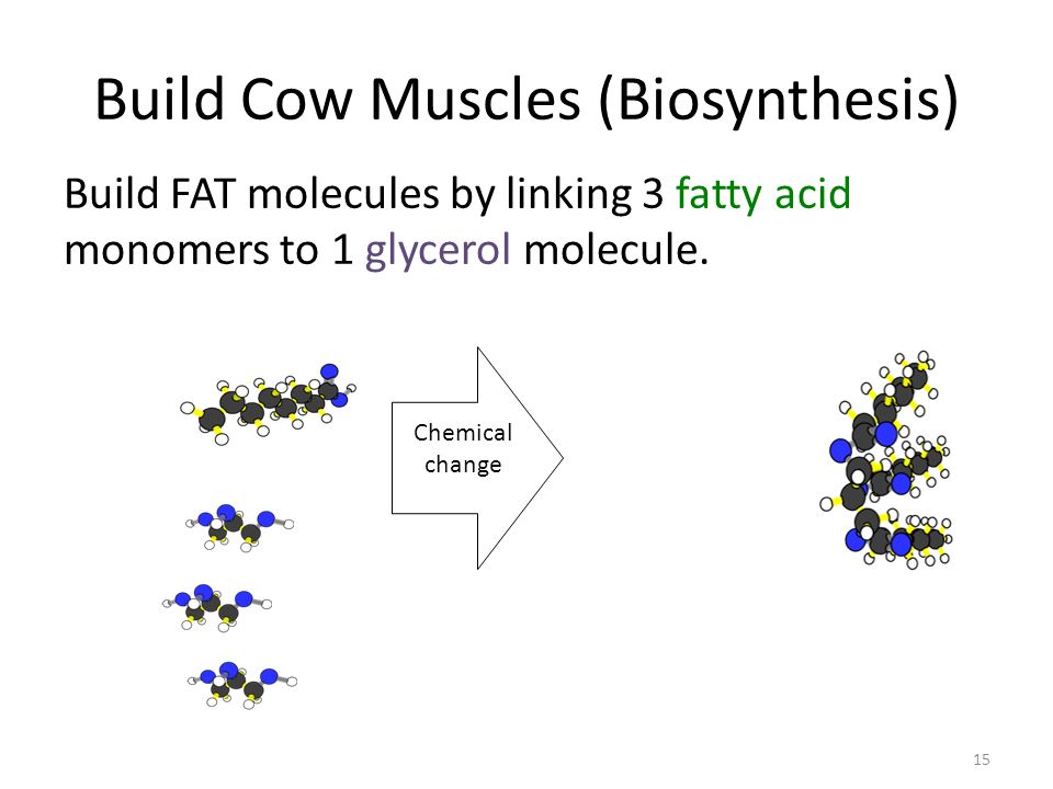 Build Cow Muscles (Biosynthesis) Build FAT molecules by linking 3 fatty acid monomers to 1 glycerol molecule.