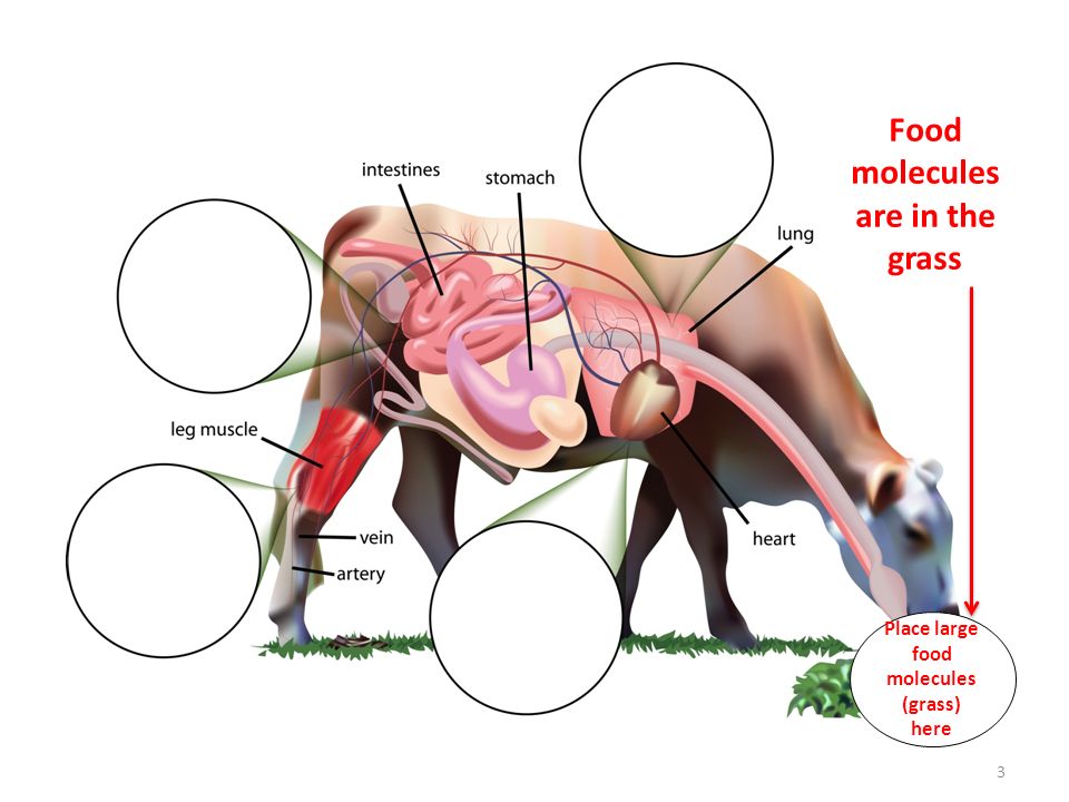 Place large food molecules (grass) here Food molecules are in the grass 3