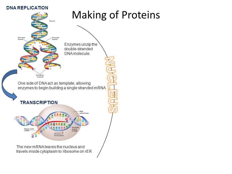 Making Of Proteins Dna Replication Dna Molecule Produces Two New Complementary Strands Each Strand Of The Double Helix Of Dna Serves As A Template For Ppt Download Making Of Proteins Dna Replication Dna Molecule Produces Two New Complementary Strands Each Strand Of The Double Helix Of Dna Serves As A Template For Ppt Download