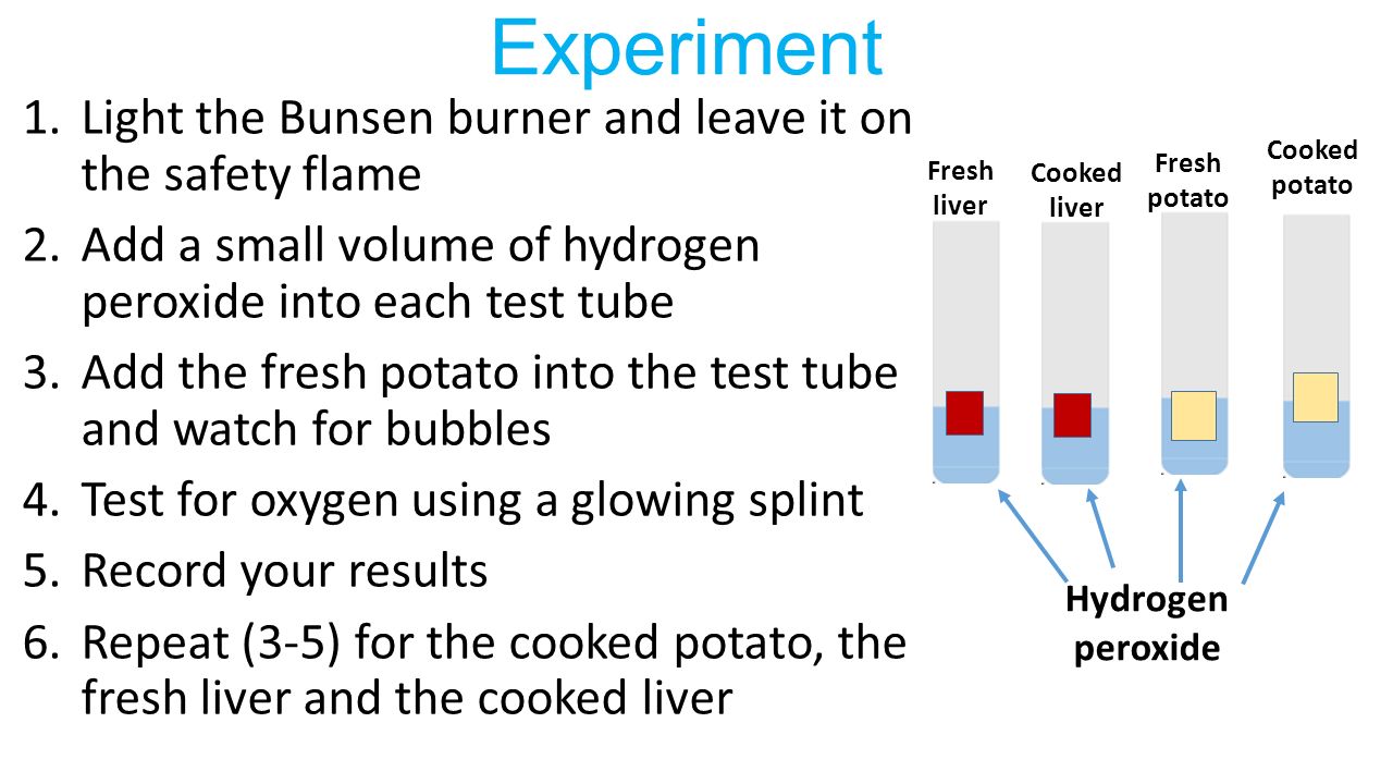liver experiment with hydrogen peroxide