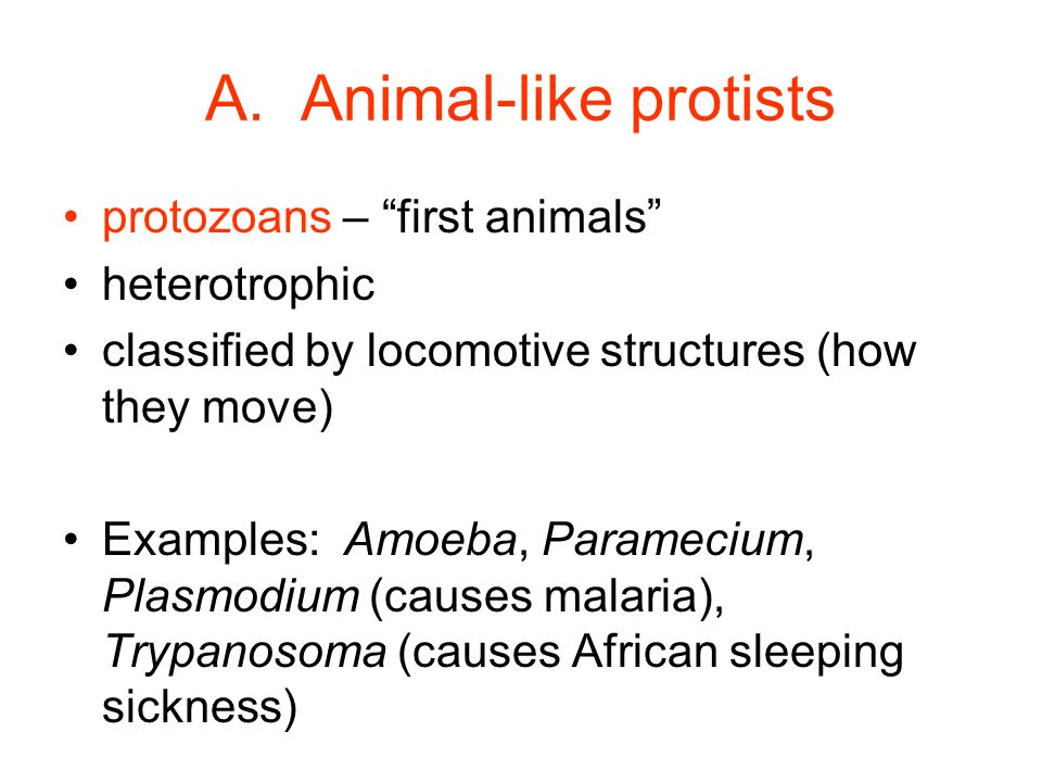 Protists. Characteristics: eukaryotic mostly unicellular may be plant-like,  animal-like, or fungus-like in mode of nutrition (how they get food) - ppt  download