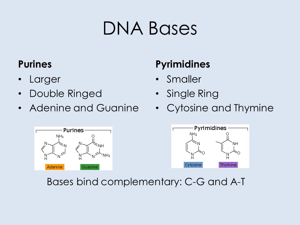 Deoxyribonucleic Acid Structure Function Replication Recombinant Dna Dna Versus Rna Ppt Download Deoxyribonucleic Acid Structure Function Replication Recombinant Dna Dna Versus Rna Ppt Download